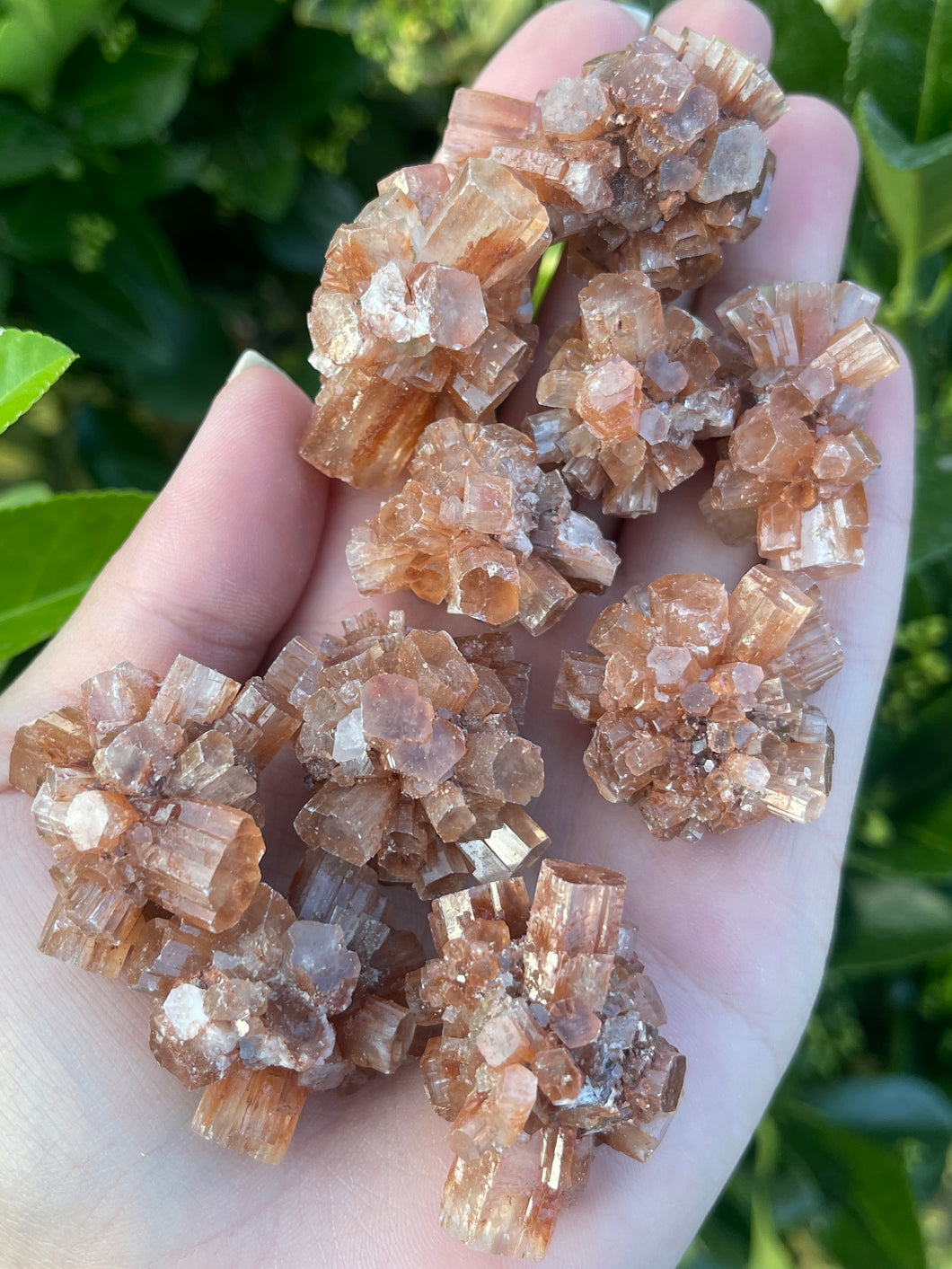 Aragonite Star Cluster